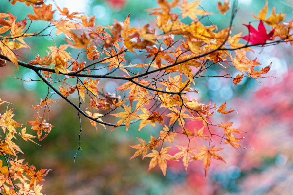 Kyoto_autumn_23