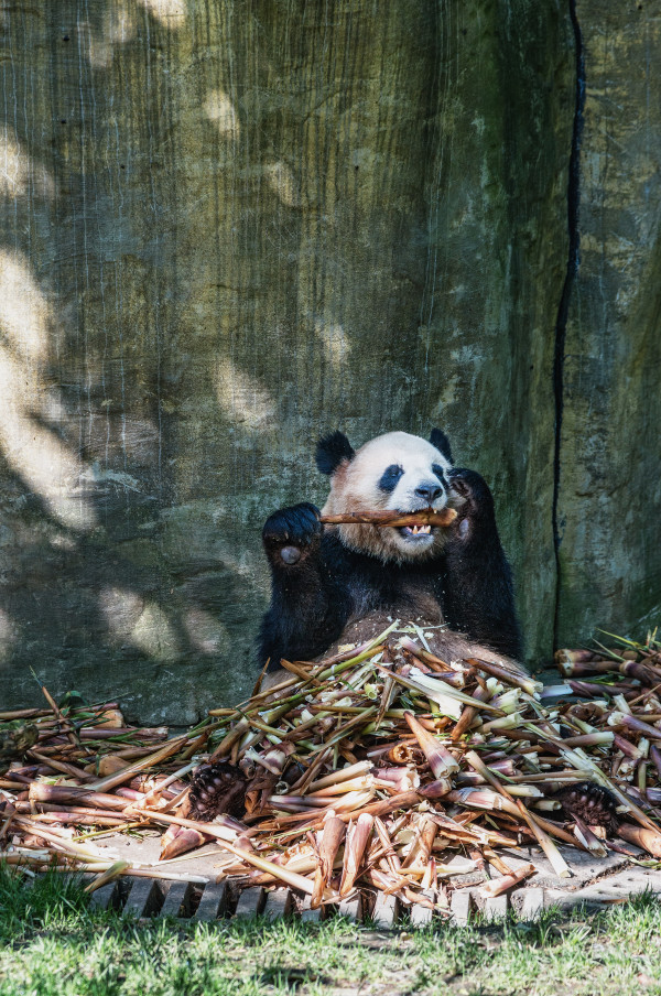 Sichuan_panda_2
