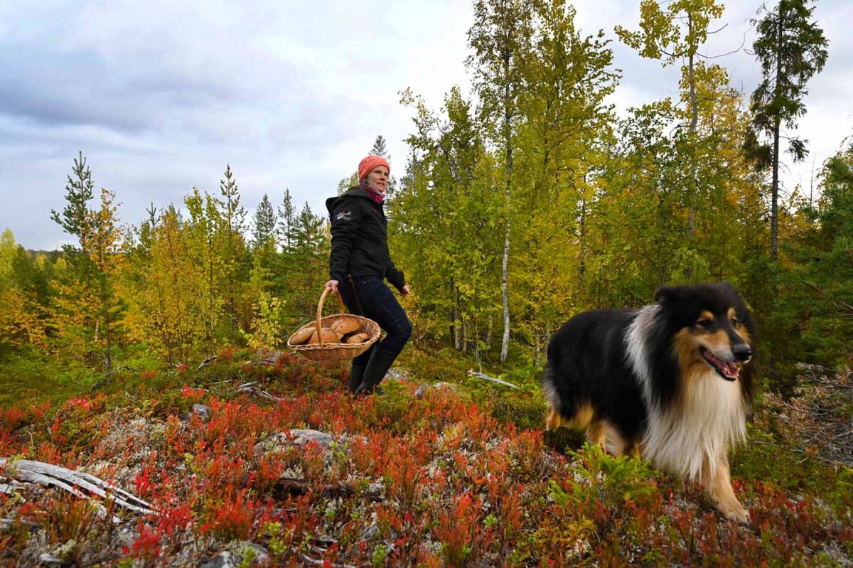 Woman, dog, hiking, Swedish Lapland